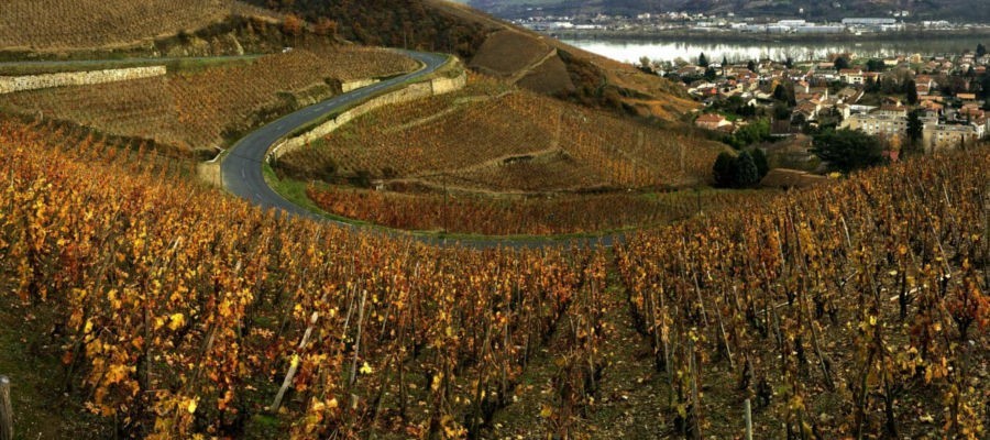 Les vins du domaine Laurent Marthouret